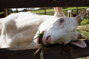 Коза и молоко