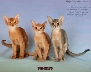 Коты абиссинской породы