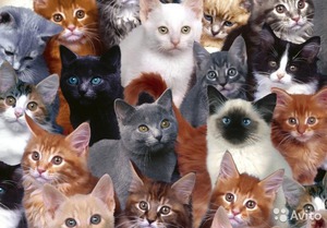 Кошки разных пород