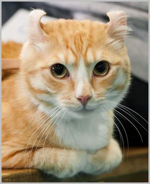 Кошка породы сомали