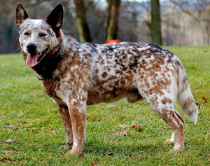 Хилер на прогулке