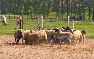 Австралийская пастушья собака сгоняет овец