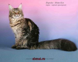 Порода мейн кун