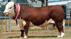 Коровы Герефорды - особенности содержания