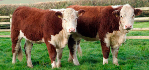 Корова Герефордская - разведение