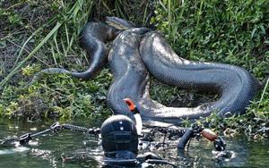 Как питается самая большая змея