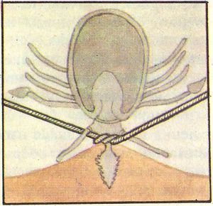 Извлечение клещей у собак