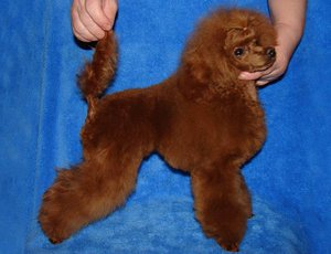 Той-пудель на выставке