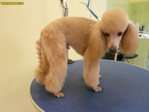 Той-пудель после груминга