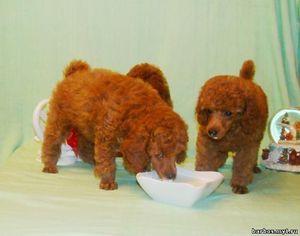 Той-пудели кушают 