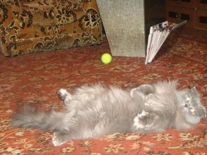 Стадии родов у кошки