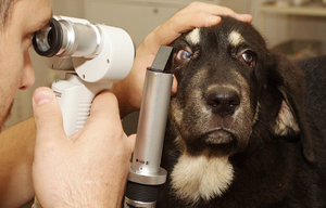 Обследование у ветеринара