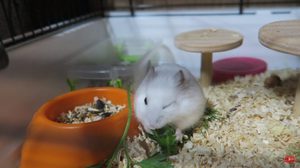 Советы по содержанию хомяков 