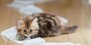 Причина поноса и рвоты у кота 