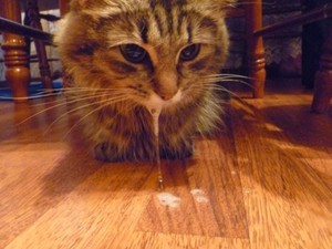 Пена изо рта у кошки -что делать