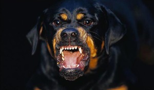 Агрессия у собак