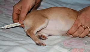 Как измерить температуру собаке