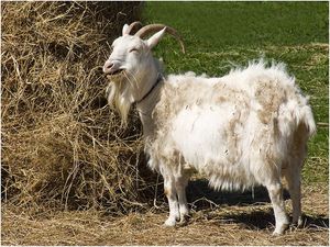 Солома для козы