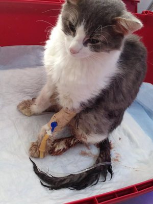 Лечение поноса у котов