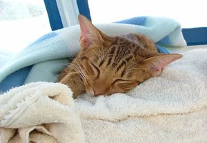 Лечение рвоты у котов