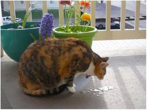 Чем лечить рвоту в домашних условиях