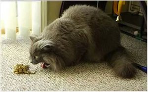 Чем лечить кота от поноса 