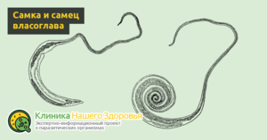 Как собака заражается глистами