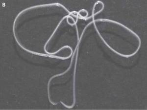 Лечение глистов у собак