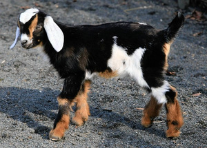 Как выглядят нубийские козы