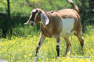 Преимущества разведения коз