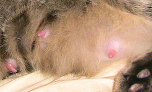 Соски у беременной 