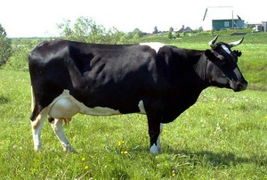 Холмогорская корова