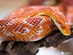 Внешний вид маисового полоза