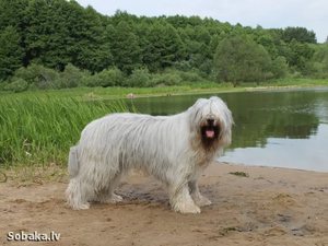 Содержание южнорусской овчарки