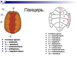 Роговые щитки у черепахи - где расположены