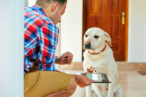 Сухой корм для лабрадора