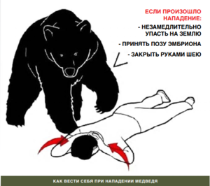 Медведи - очень быстрые звери