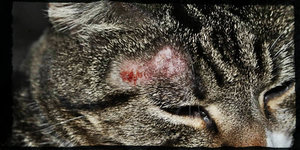 Какие есть препараты о лишая