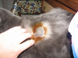 Стригучий лишай у кошек