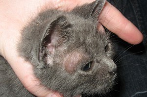 Как вылечить кошку от лишая