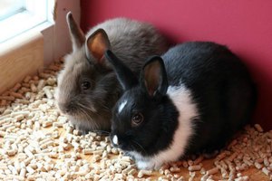 Внешний вид кролика