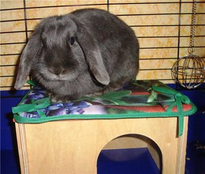 Чем питается кролик