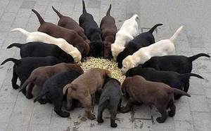 Советы по составлению рациона для лабрадора