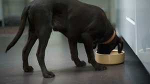 Питание щенка лабрадора