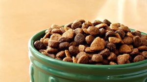 Можно ли кормить лабрадора только сухим кормом