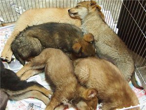 Чумка у собак:  симптомы, лечение