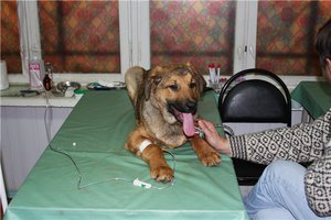  Чумка у собак:  симптомы и лечение