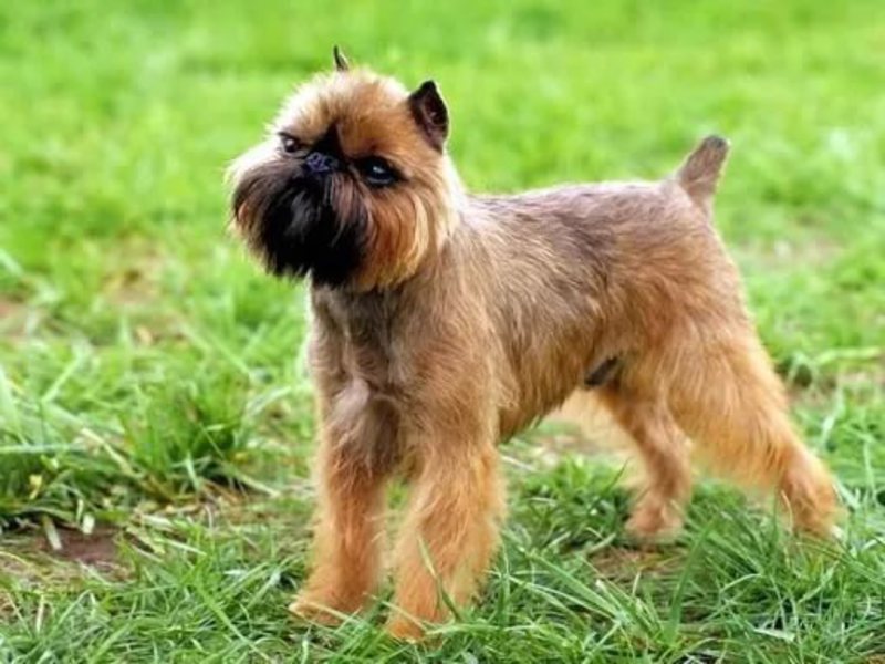 Маленькая собака породы грифон