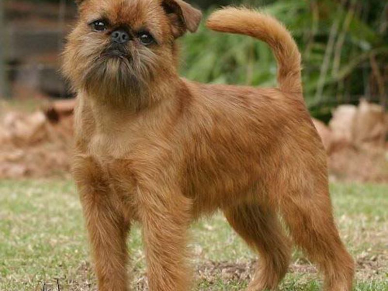 Гриффон Бельгийский