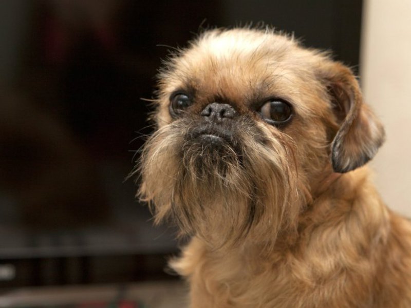 Питомец породы грифон